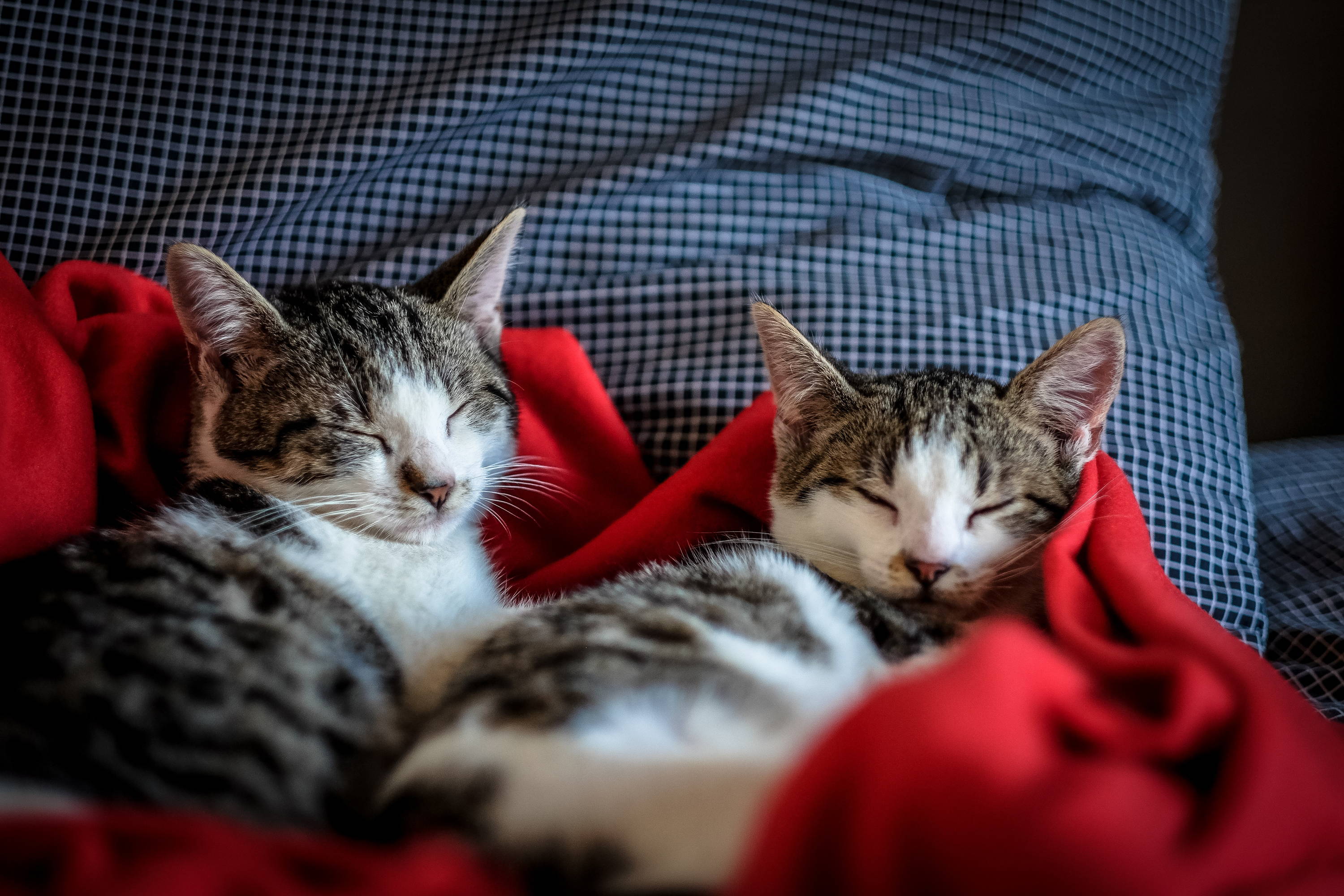 5 artículos fundamentales para cuidar de tu gato