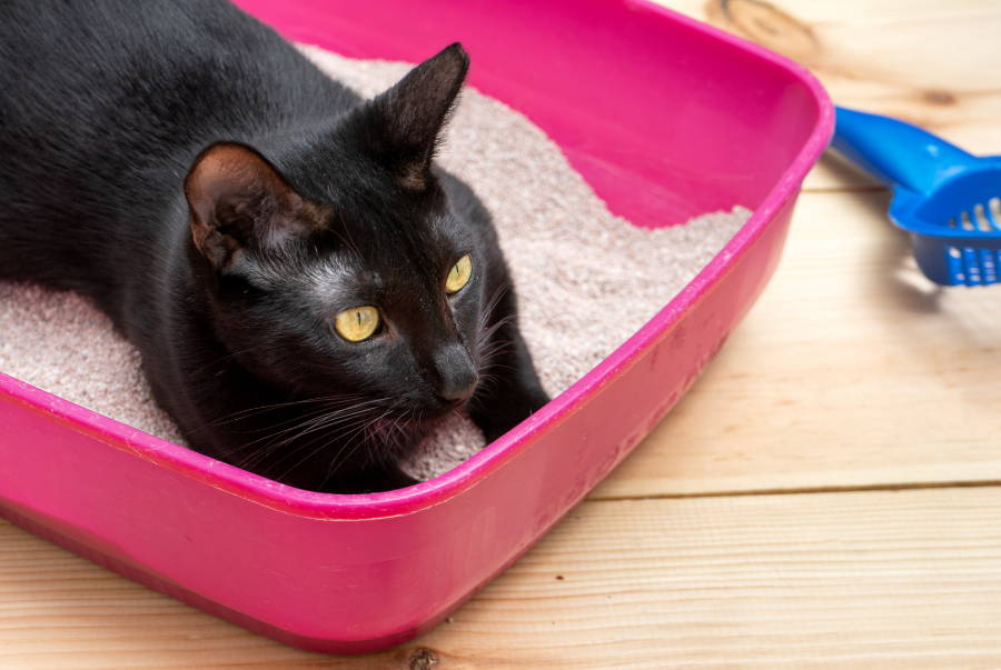 El gato y la bandeja sanitaria