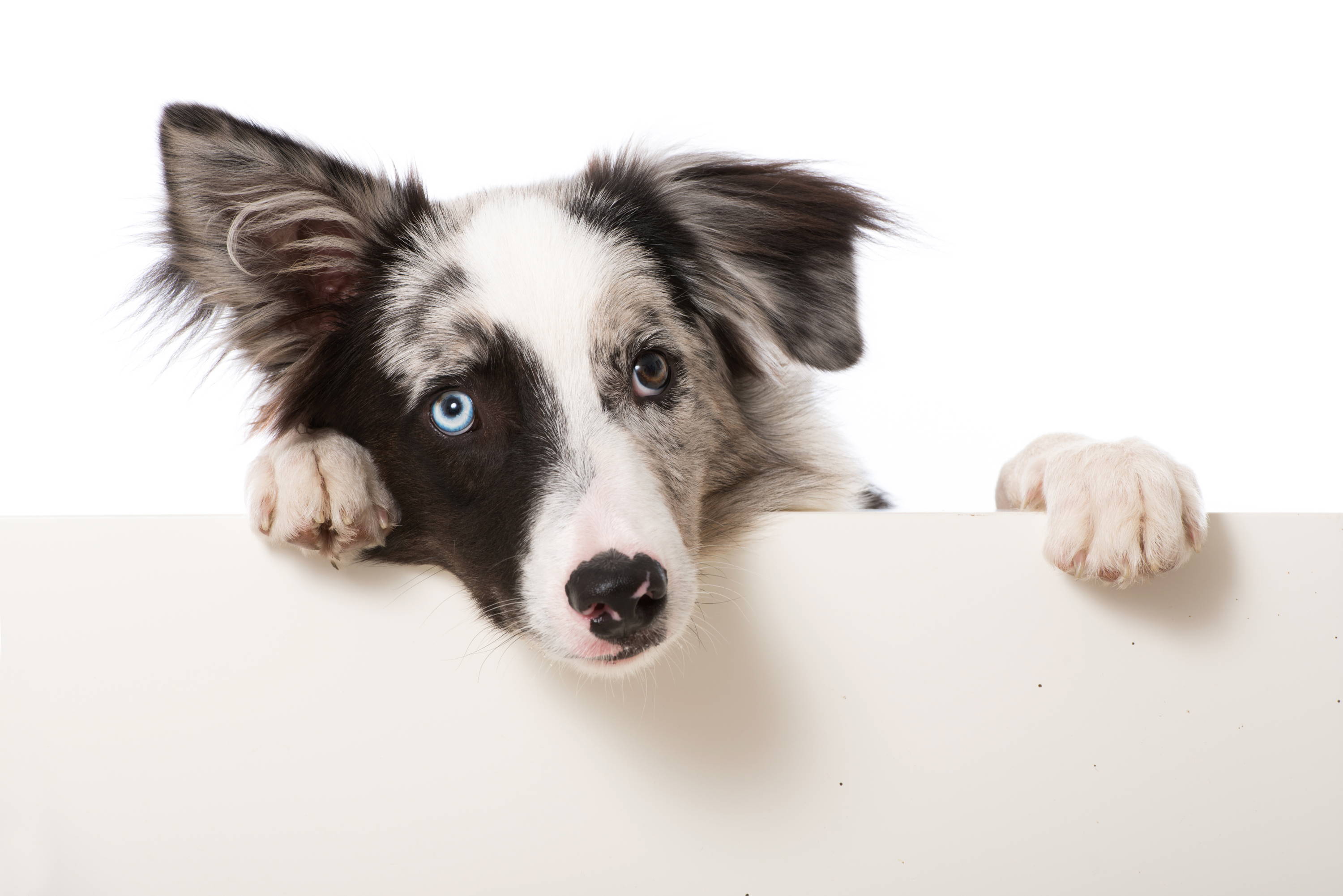 ¿Cuándo y porqué debo castrar a mi mascota?
