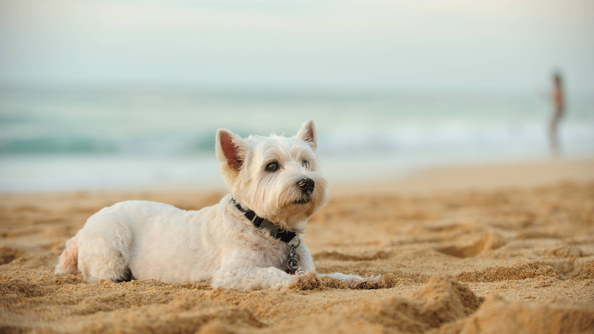 Cuidados para llevar a nuestro perro a  la playa