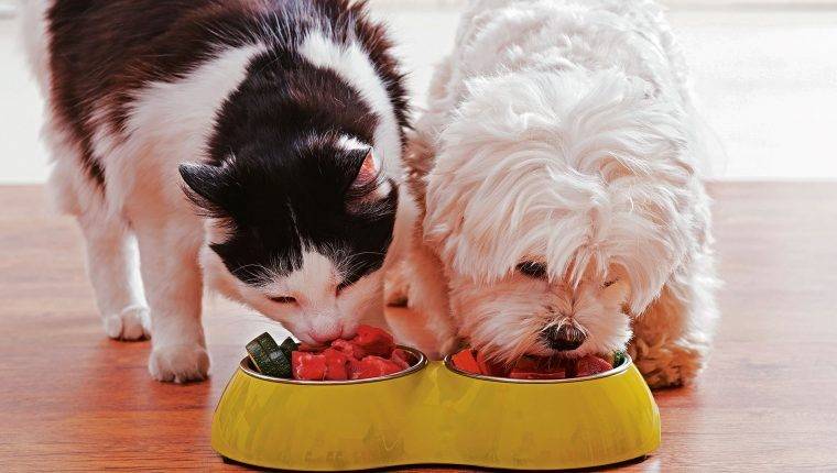 Alimentos holísticos para su mascota