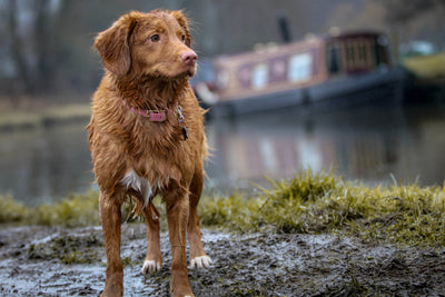 ¿Qué hacemos los días de lluvia con nuestro perro?