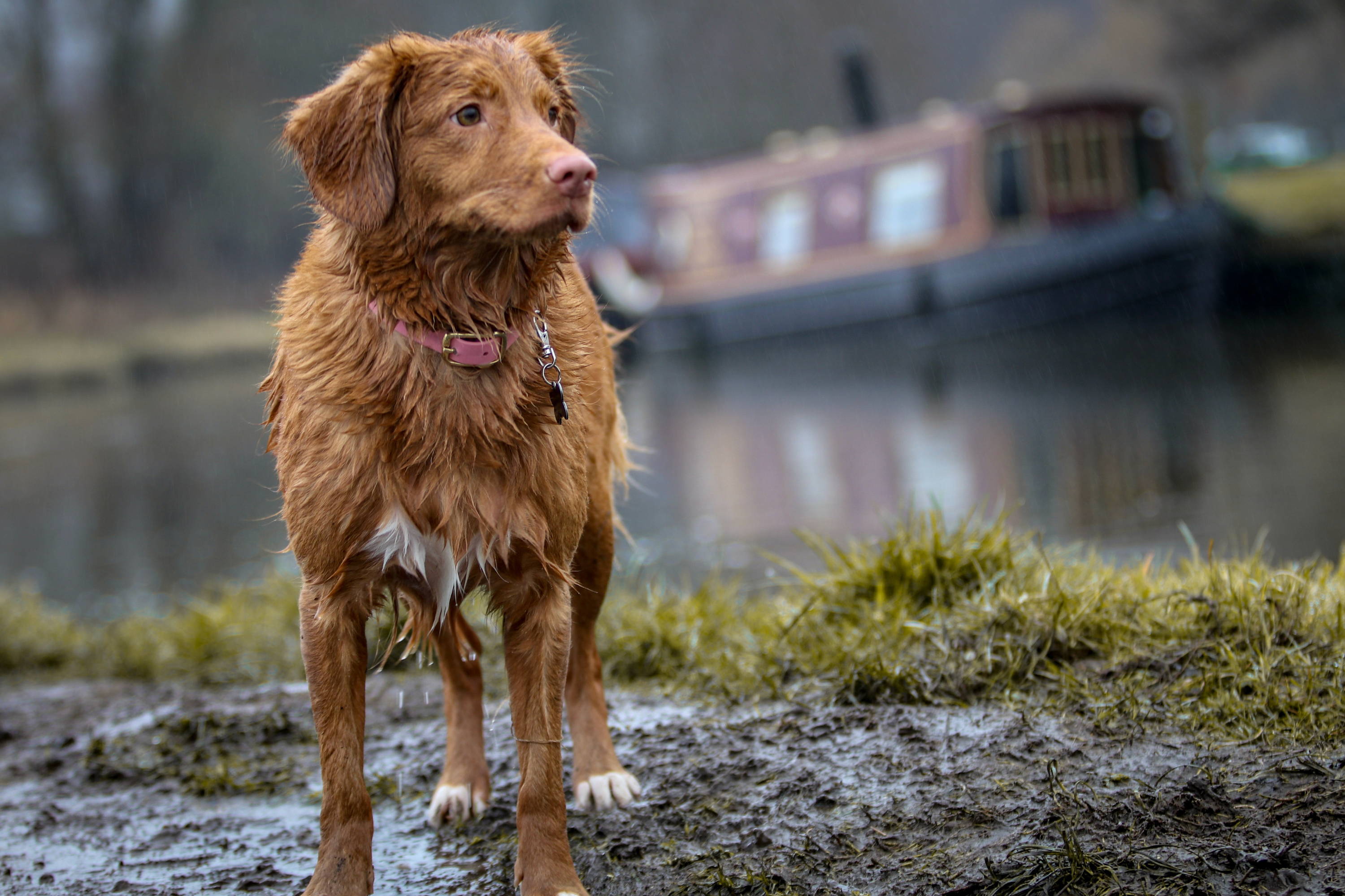 ¿Qué hacemos los días de lluvia con nuestro perro?