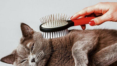 Descubre por qué tu mascota cambia de pelo/piel/plumas