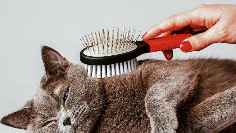 Descubre por qué tu mascota cambia de pelo/piel/plumas