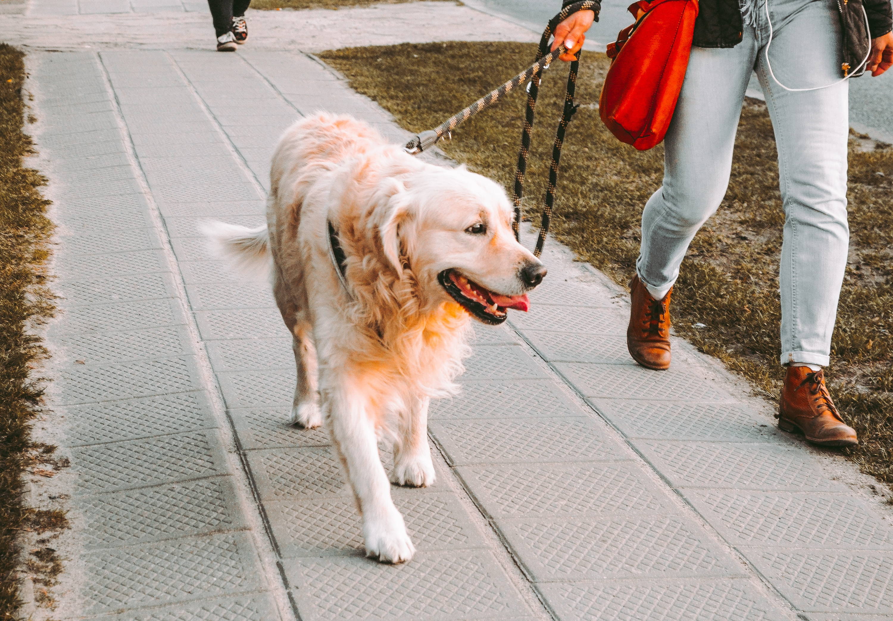 La importancia de los horarios de paseo