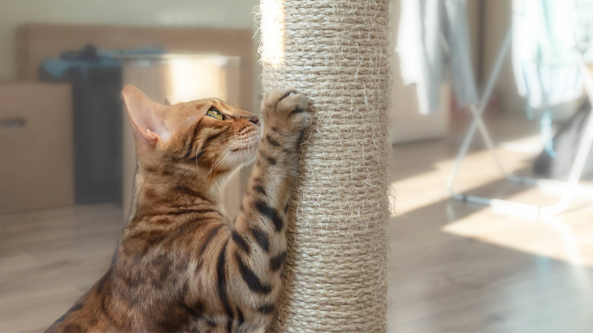 Cómo adiestrar a tu gato para que no arañe