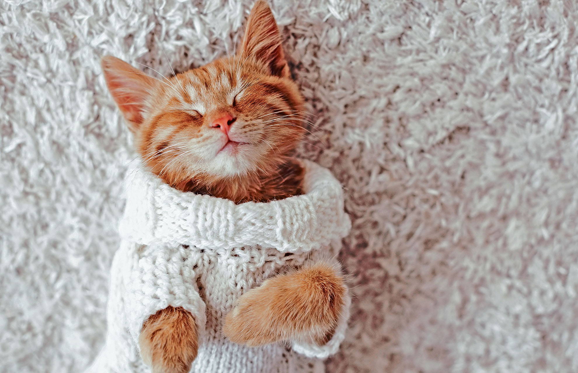 Prepara a tu mascota para el invierno