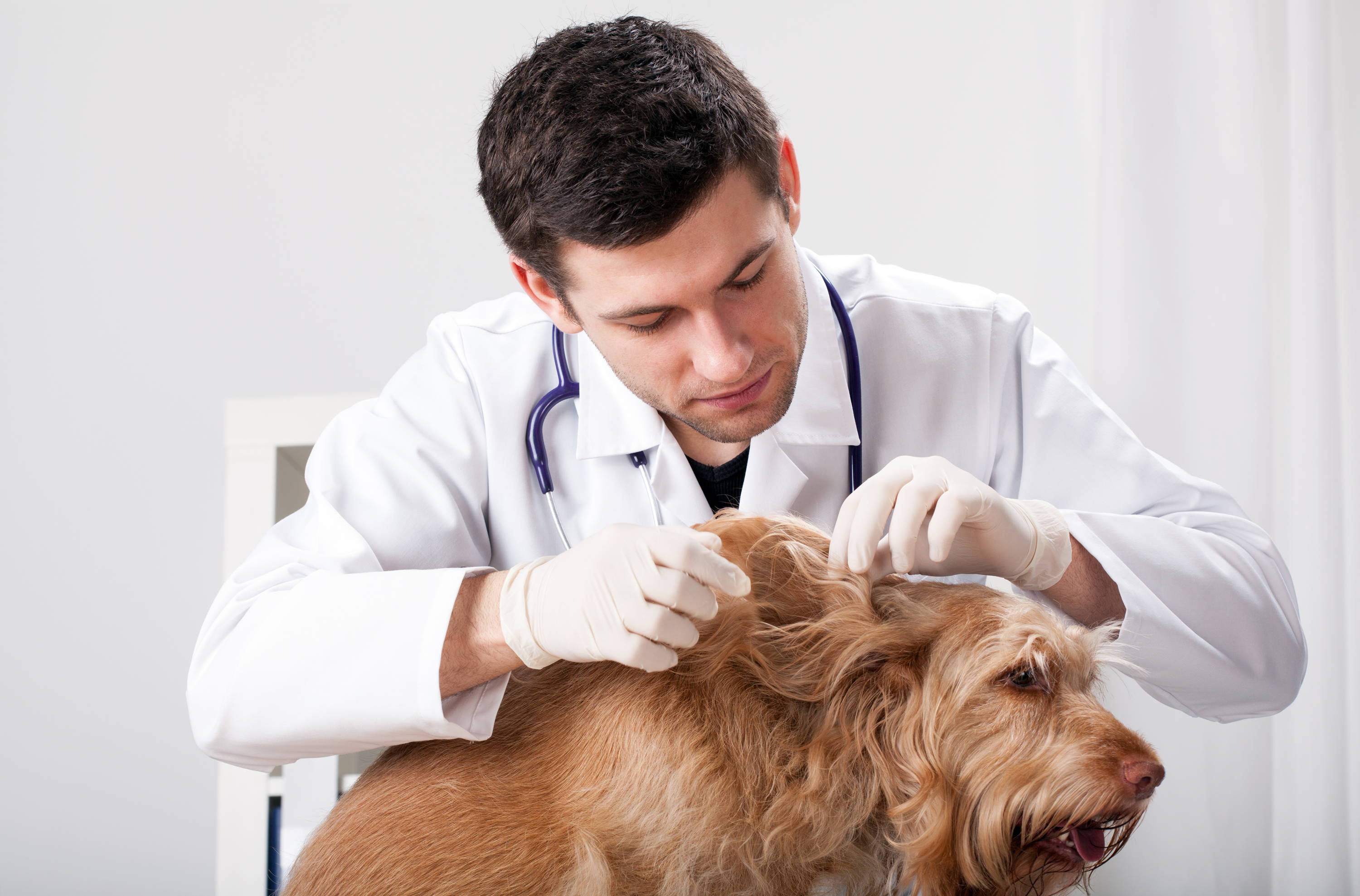 ¿Por qué es tan importante desparasitar a tu mascota?