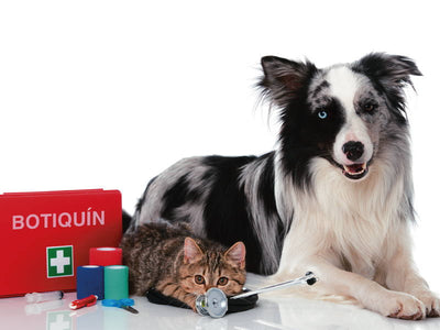 Primeros Auxilios para mascotas