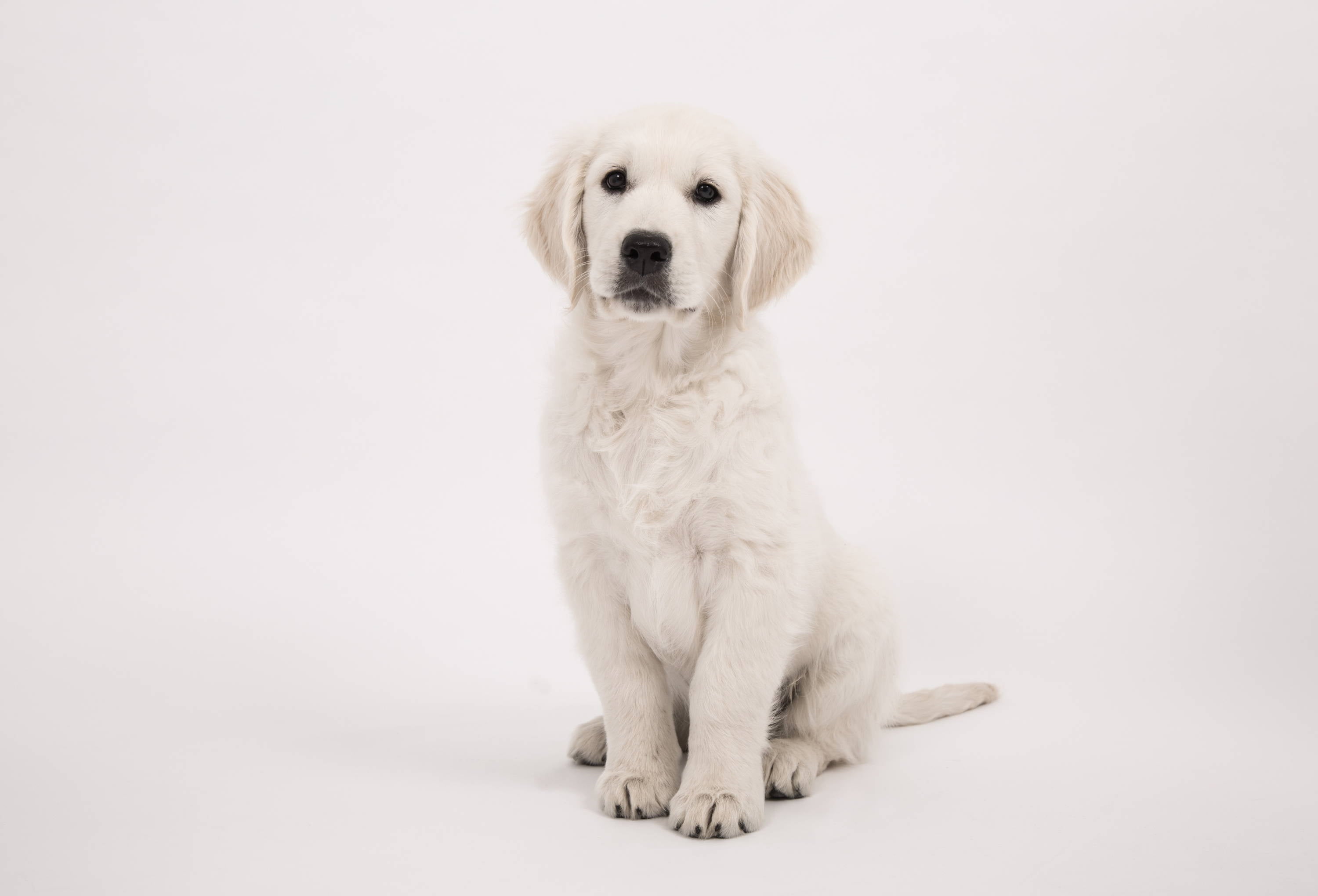 Consejos para mantener el peso saludable en tu mascota
