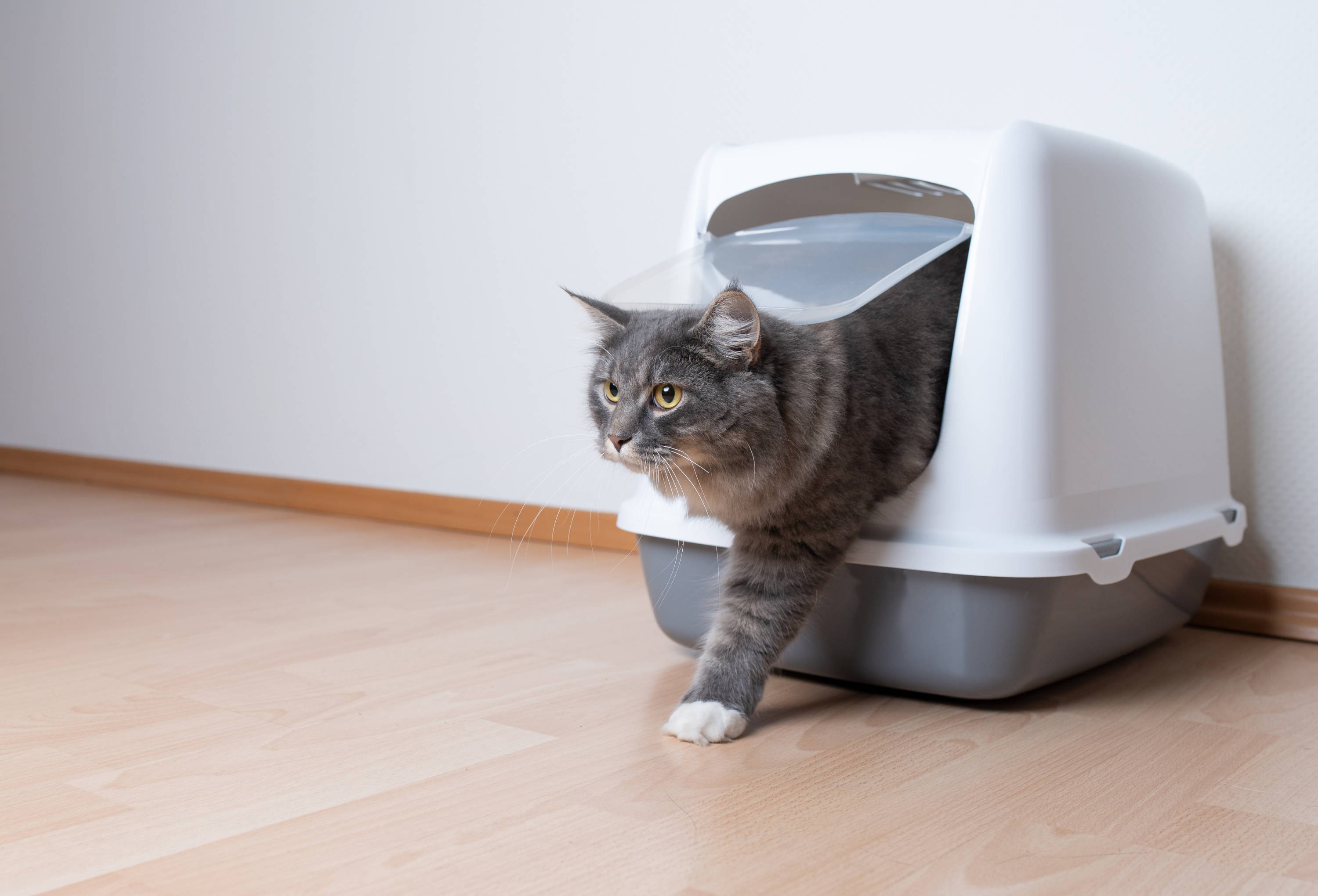 Todo lo que debes tener en cuenta para elegir la arena de tu gato