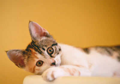 El impacto de tus donaciones: historias reales de los albergues