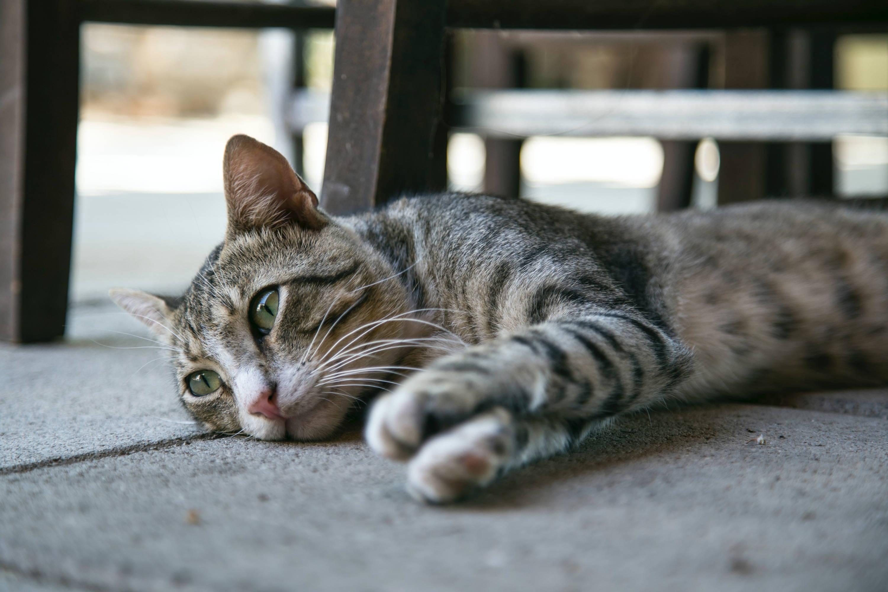 Cómo reconocer el estrés de mi gato