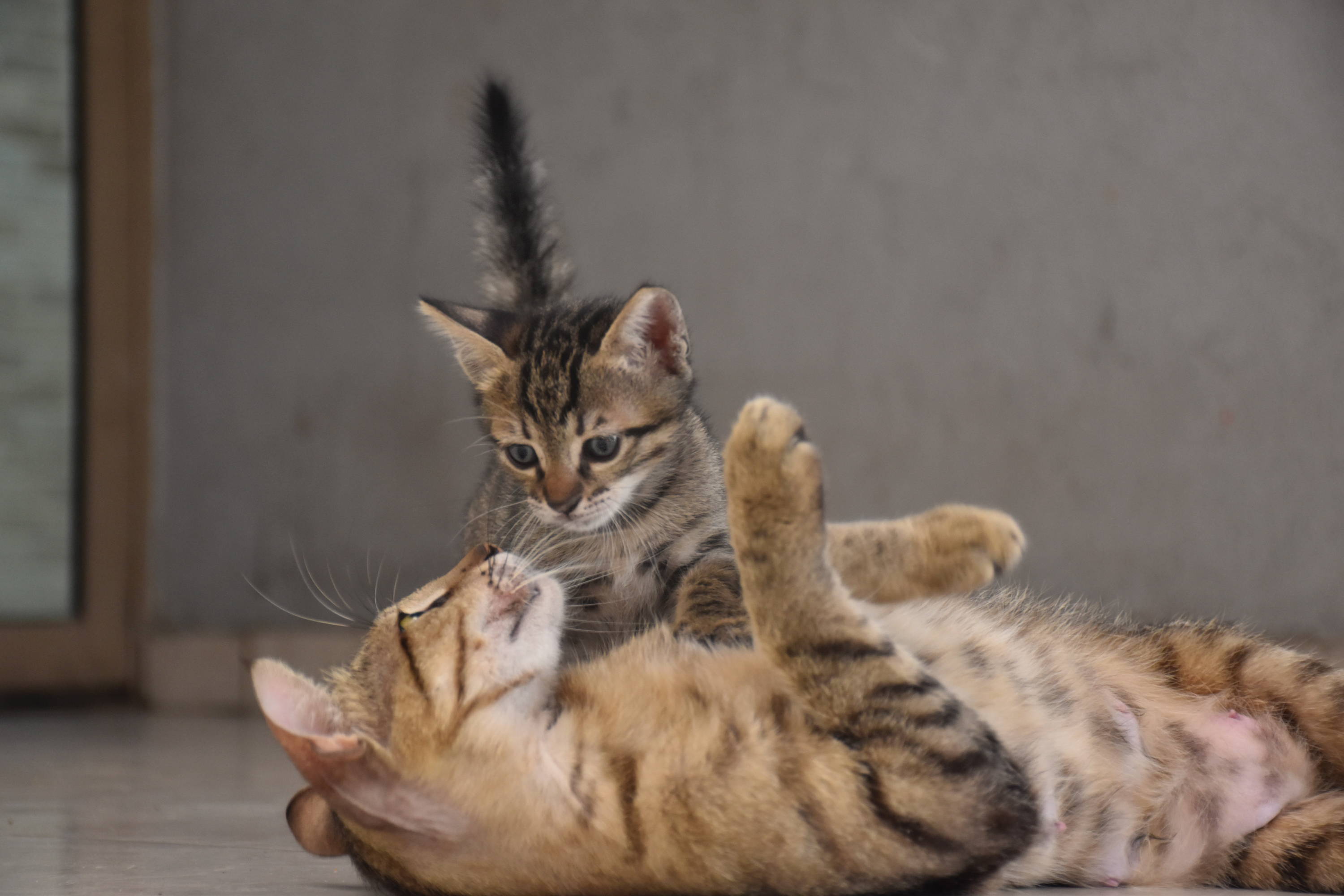 Cuidados post parto para el animal