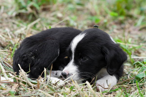 ¿Cómo cuidar a un cachorro huérfano?