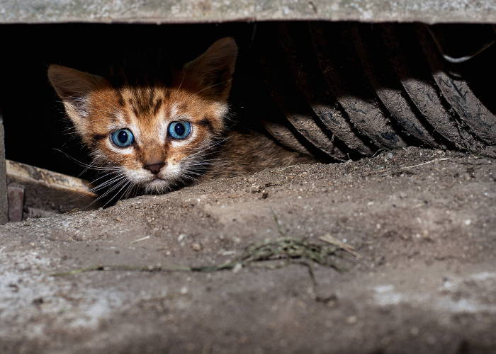 Consejos prácticos para ayudar a nuestras mascotas en las fiestas