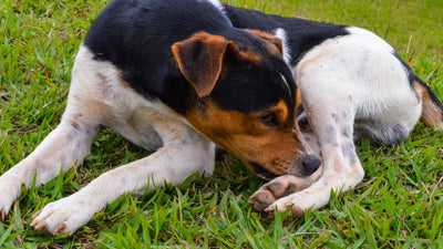 Problemas en la piel de los perros
