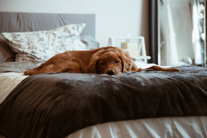 ¿Esta bien que mi perro duerma en la cama?