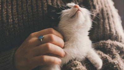 Cómo adaptar a un gato a su nuevo hogar
