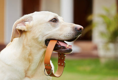 ARNES  O COLLAR