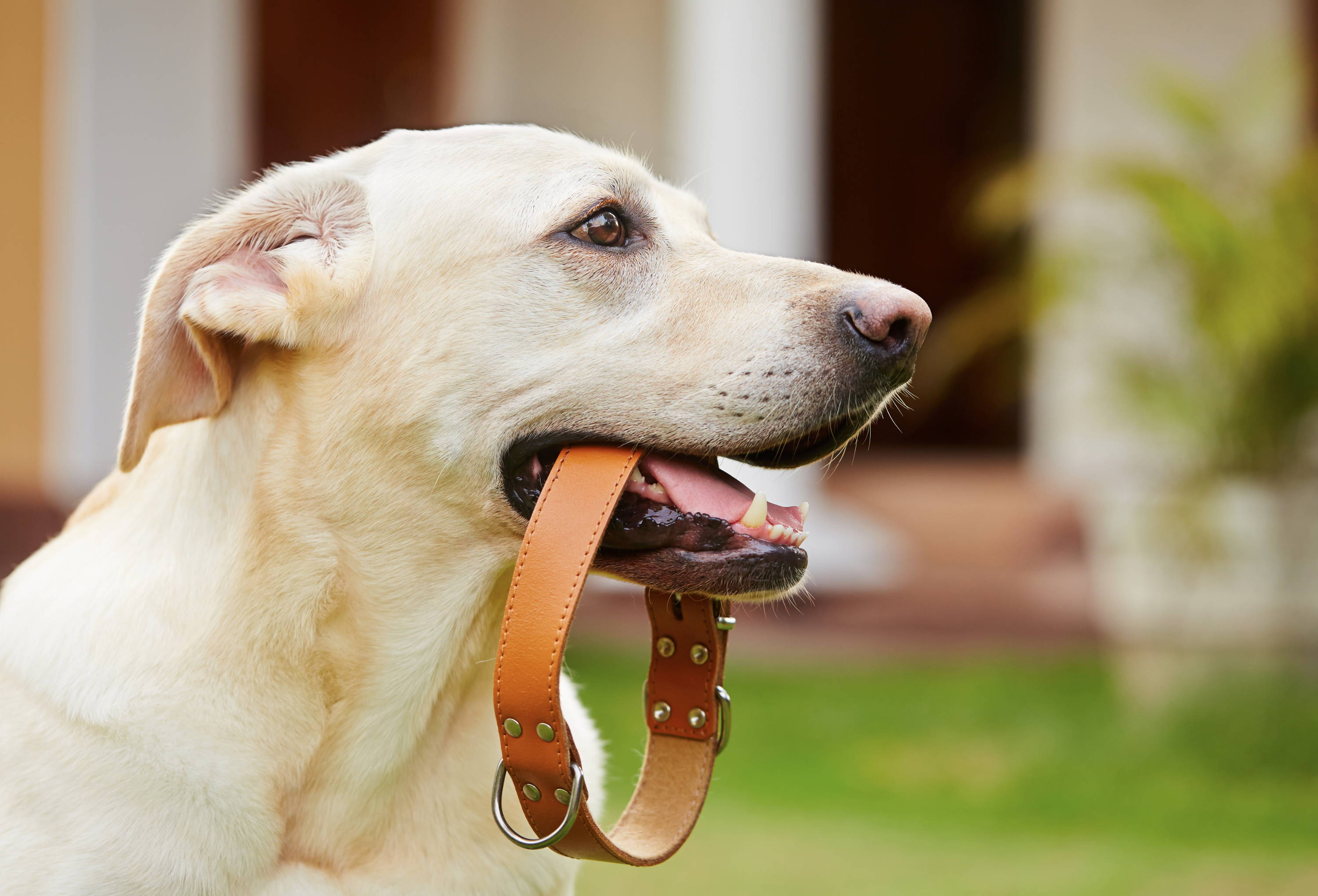ARNES  O COLLAR