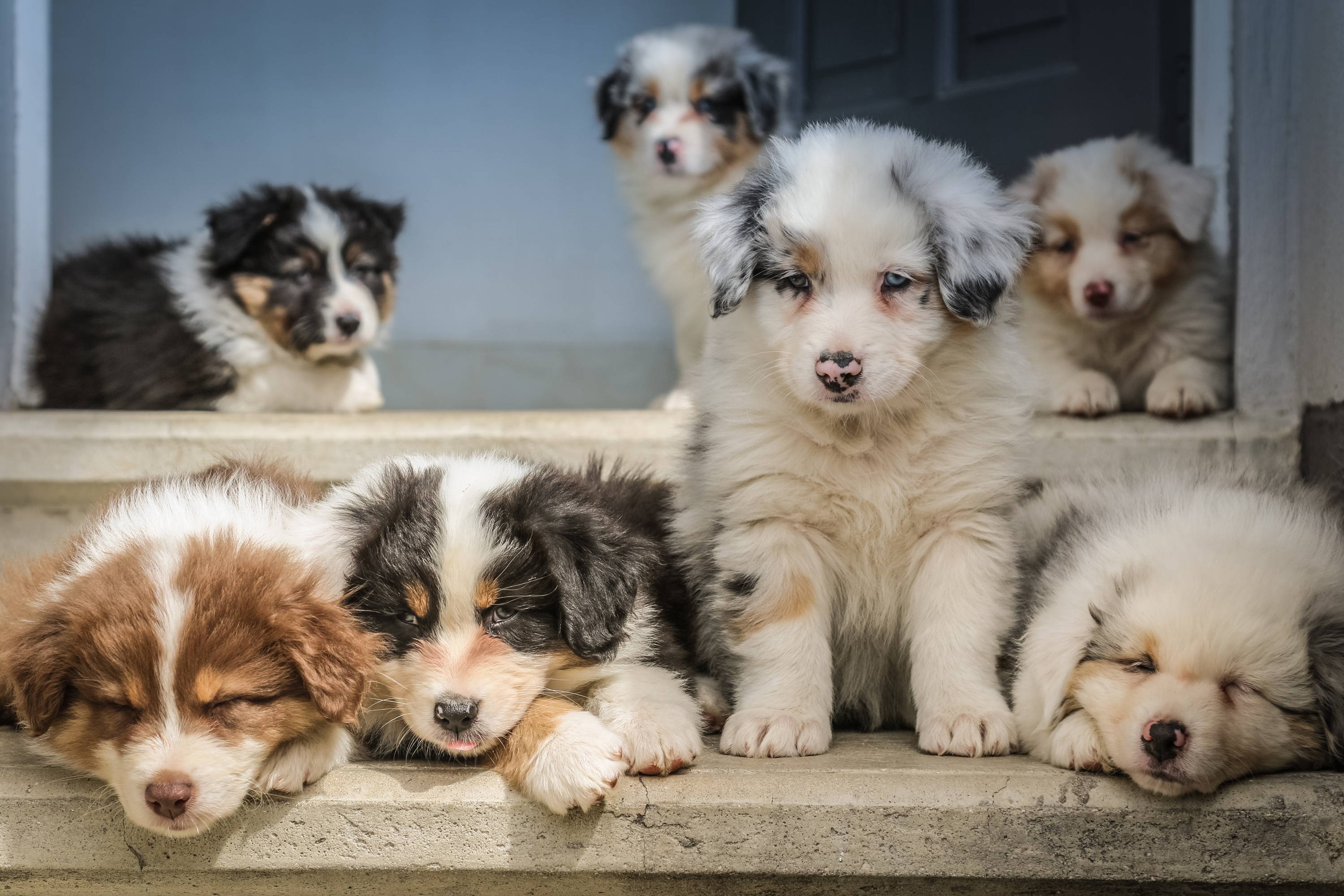Tips básicos sobre el cuidado del cachorro
