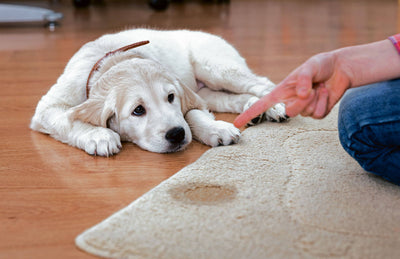 ¿Cómo limpiar la casa cuando hay mascotas?