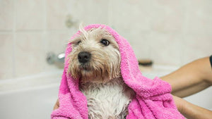 Consejos para elegir el shampoo de tu mascota