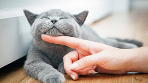 4 artículos que no te pueden faltar para hacer feliz a tu gato