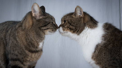 Cómo presentamos a dos gatos