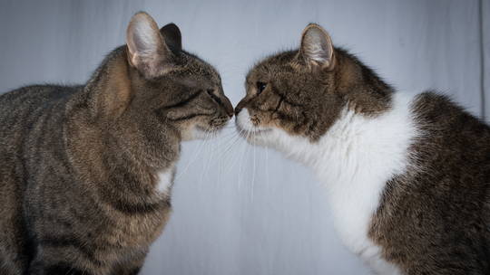 Cómo presentamos a dos gatos
