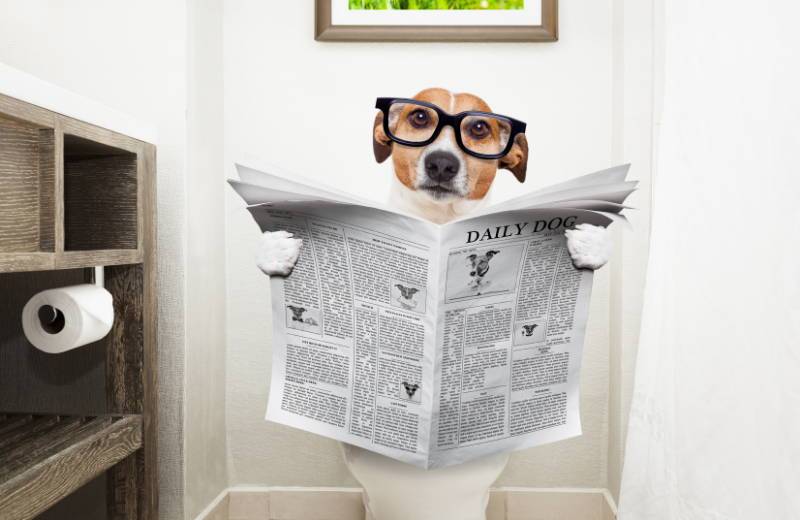 Mi perro orina dentro de la casa