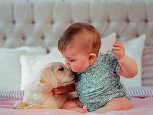 7 Tips para presentarle el nuevo bebé a la mascota de la casa