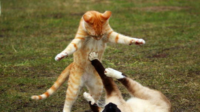 Los juguetes favoritos de los gatos