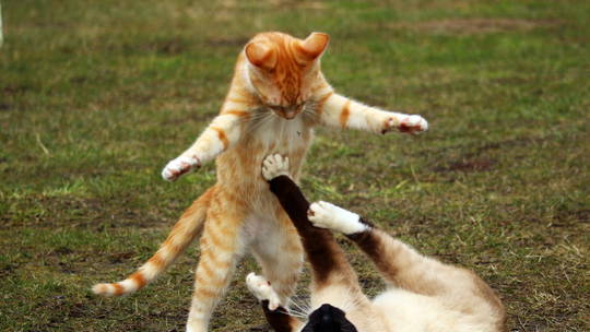 Los juguetes favoritos de los gatos
