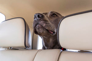 Tips para viajar en auto con tu mascota