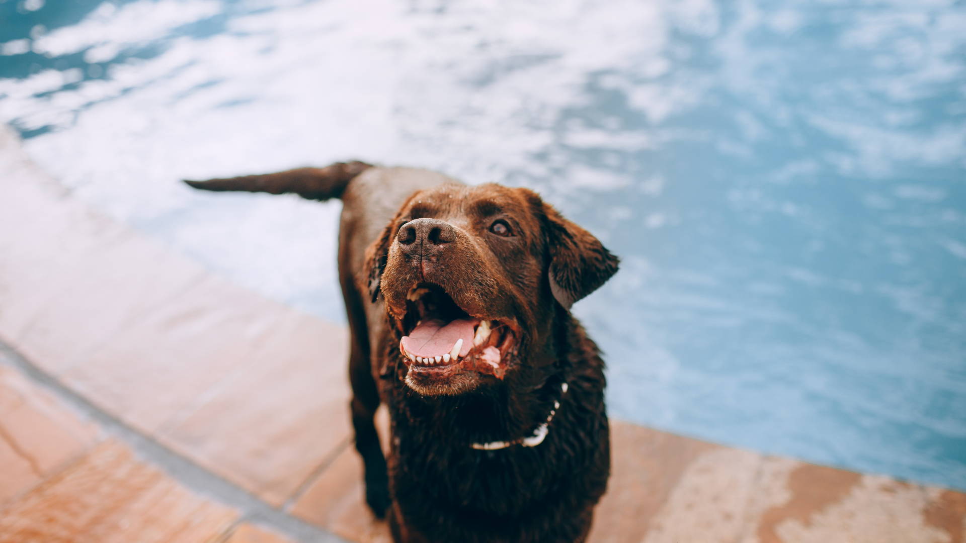 Consejos para cuidar a tu mascota del calor