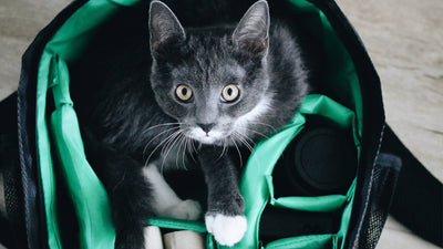 ¿Qué hago con mi gato si me voy de vacaciones?