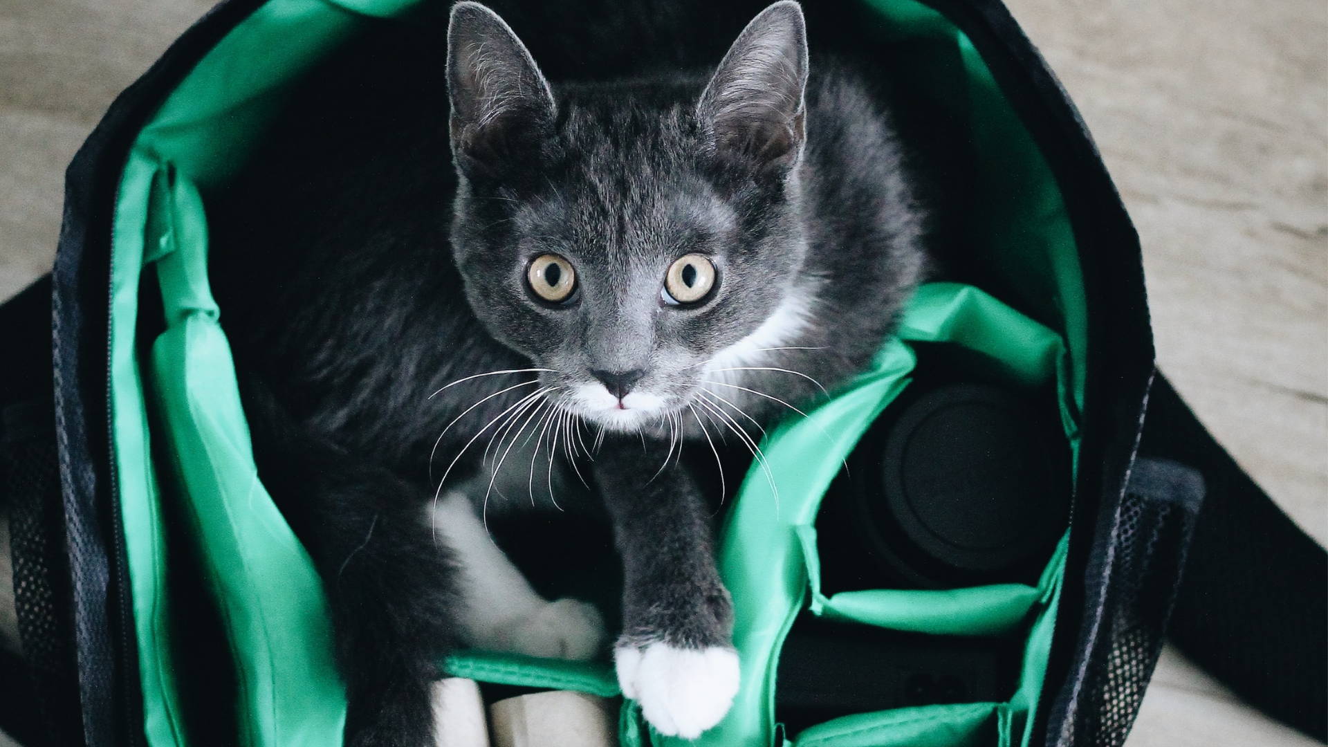 ¿Qué hago con mi gato si me voy de vacaciones?