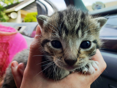 La llegada de un gatito al hogar, todo lo necesario para hacerlo feliz