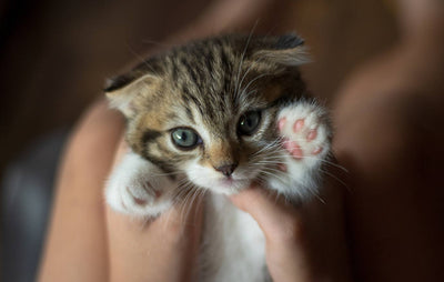 ¿Cómo adoptar un gato?
