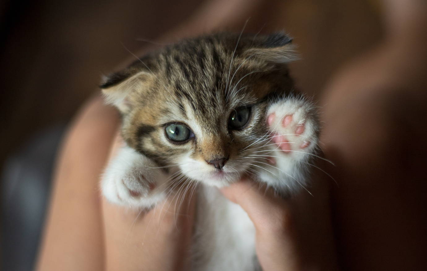 ¿Cómo adoptar un gato?