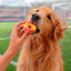Donas Congeladas para Mascota Mundial 2026