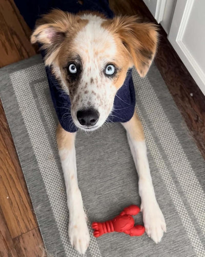 Nylabone Power Chew Lobster Small