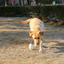 Juguete Para Perro M-Pets Pelota Rugby