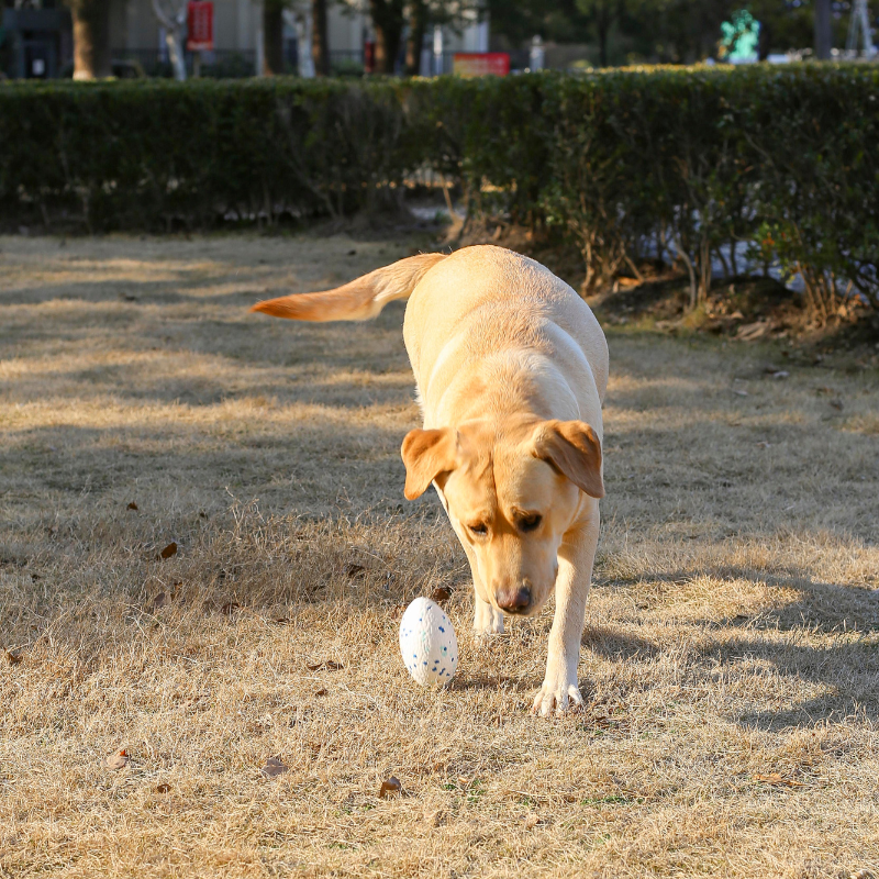 Juguete Para Perro M-Pets Pelota Rugby