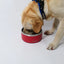 Plato para perro M-Pets Eskimo Color Rojo