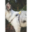 Arnés para Perro M-Pets Safari Amarillo