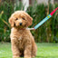 Accesorio Para Perro MultiPet Im Friendly Leash Wrap
